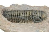 Large Crotalocephalina Trilobite - Atchana, Morocco #312793-2